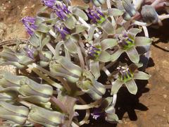 Ledebouria asperifolia
