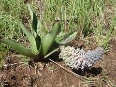 Ledebouria asperifolia