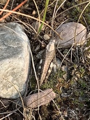 Arphia pseudonietana