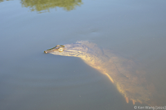 Apalone spinifera aspera