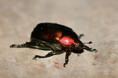 Anomala corpulenta