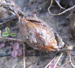 Oxalis eckloniana-nidulans