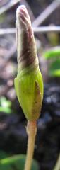 Oxalis eckloniana-nidulans