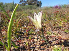 Gladiolus trichonemifolius