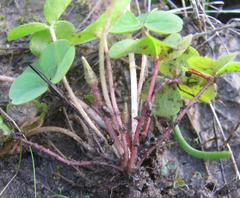 Oxalis eckloniana-nidulans