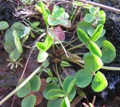 Oxalis eckloniana-nidulans