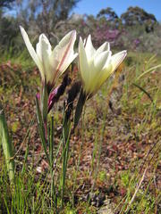 Gladiolus trichonemifolius