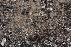 Acanthoscyphus parishii