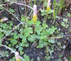 Oxalis eckloniana-nidulans