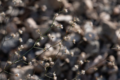 Acanthoscyphus parishii
