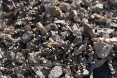 Acanthoscyphus parishii