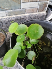 Hydrocotyle vulgaris