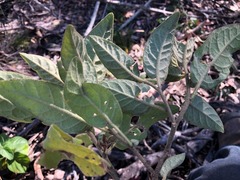 Solanum nemophilum