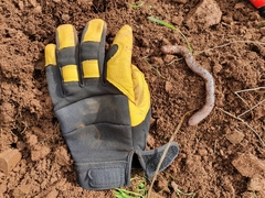 Gemascolex stirlingi