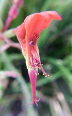 Euphorbia lomelii