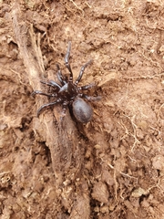 Hadronyche adelaidensis