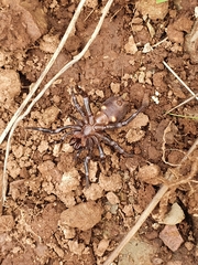 Hadronyche adelaidensis