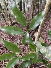 Beilschmiedia erythrophloia