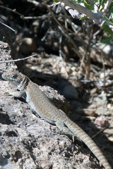 Liolaemus austromendocinus