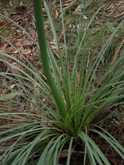Xanthorrhoea concava