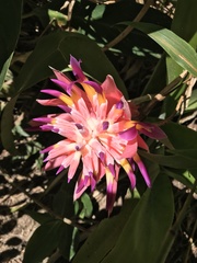 Billbergia pyramidalis