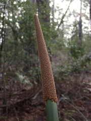 Xanthorrhoea concava
