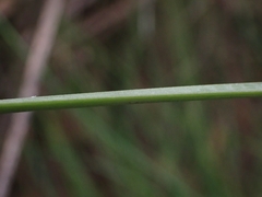 Xanthorrhoea concava