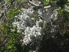 Eriocephalus racemosus racemosus