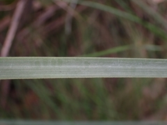 Xanthorrhoea concava