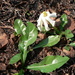 Gardenia subacaulis - Photo (c) Günter Baumann, some rights reserved (CC BY-NC-SA)