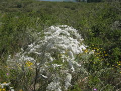 Eriocephalus racemosus racemosus