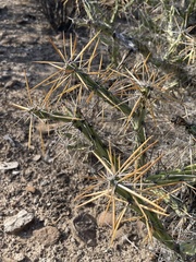 Cylindropuntia molesta