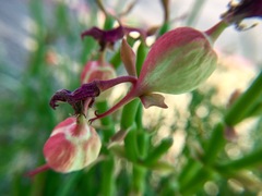 Euphorbia lomelii