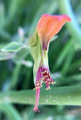 Euphorbia lomelii
