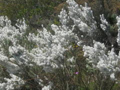 Eriocephalus racemosus racemosus