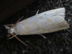 Calamotropha paludella