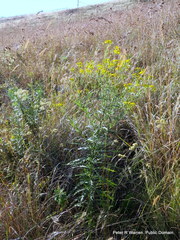 Senecio polyanthemoides