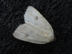 Anachrostis nigripunctalis