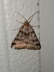 Caenurgina crassiuscula