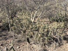 Cylindropuntia molesta
