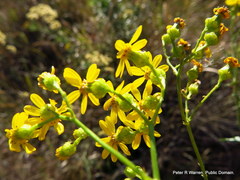 Senecio polyanthemoides