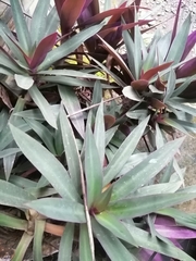 Tradescantia spathacea
