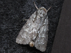 Acronicta adaucta