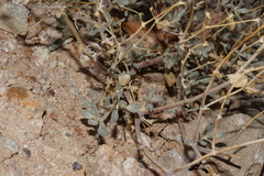Tidestromia suffruticosa