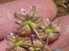 Asclepias stellifera