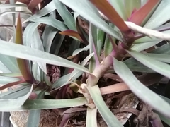 Tradescantia spathacea