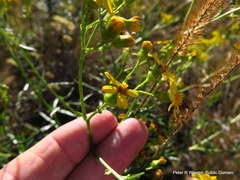 Senecio polyanthemoides