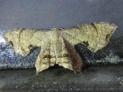 Dysaethria moza