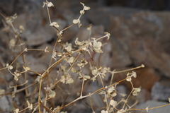 Tidestromia suffruticosa