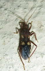 Neotrichedocla